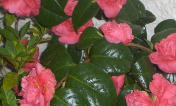 Puzzle camelia - catégorie Paysages & Fleurs, puzzle gratuit en ligne