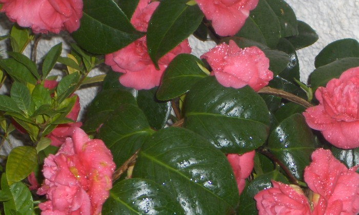 Puzzle gratuit camelia dans la catégorie Paysages & Fleurs jouable de 24 à 120 pièces.