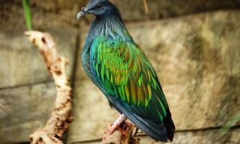 Puzzle Pigeon de Nicobar - catégorie Animaux, puzzle gratuit en ligne