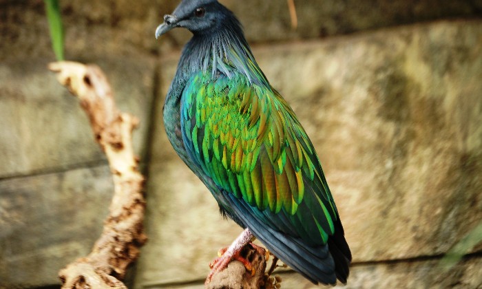 Puzzle gratuit Pigeon de Nicobar dans la catégorie Animaux jouable de 24 à 120 pièces.