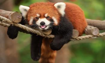 Puzzle Le petit panda - catégorie Animaux, puzzle gratuit en ligne