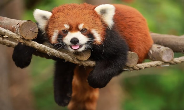 Puzzle gratuit Le petit panda dans la catégorie Animaux jouable de 24 à 120 pièces.