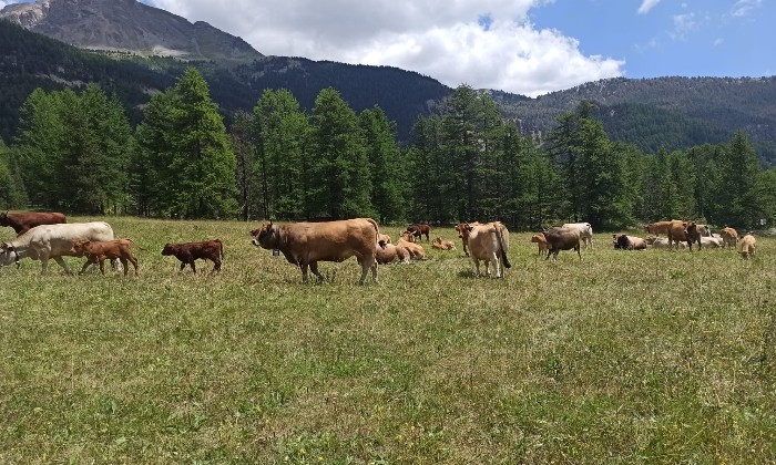 Puzzle gratuit Tyrol dans la catégorie Animaux jouable de 24 à 120 pièces.