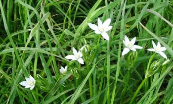 15451 | ornithogales - Ornithogales au bord d'un chemin.