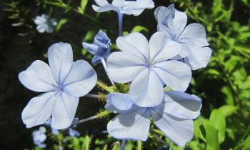 Puzzle plumbago - catégorie Paysages & Fleurs, puzzle gratuit en ligne
