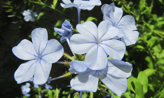 Puzzle gratuit plumbago dans la catégorie Paysages & Fleurs jouable de 24 à 120 pièces.