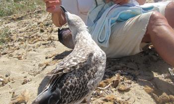 Puzzle goéland pas farouche - catégorie Animaux, puzzle gratuit en ligne