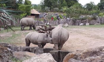 15332 | Rhinocéros - Rhinocéros allaitant son petit au parc animalier Pairi Daiza en Belgique.