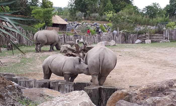 Puzzle gratuit Rhinocéros dans la catégorie Animaux jouable de 24 à 120 pièces.