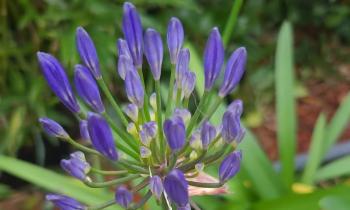 Puzzle 14491 - Agapanthe