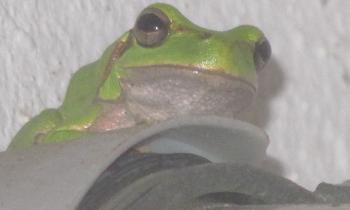 15376 | grenouille - 