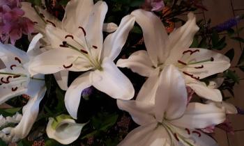 Puzzle 15102 - Lys doré du Japon