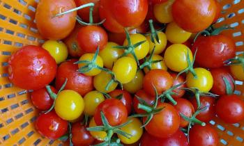 Puzzle Tomates - catégorie Cuisine & Gastronomie, puzzle gratuit en ligne