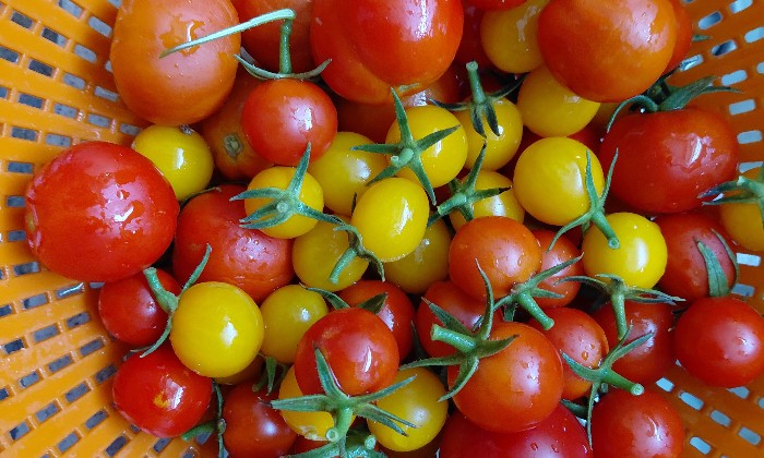 Puzzle gratuit Tomates dans la catégorie Cuisine & Gastronomie jouable de 24 à 120 pièces.