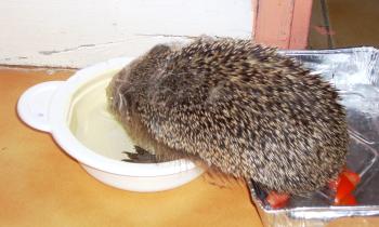 Puzzle 14254 - Hérisson affamé