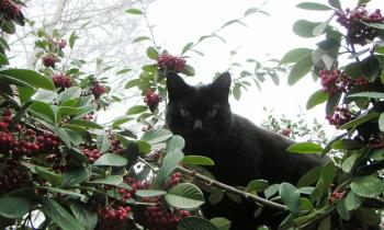 Puzzle 14570 - Je vous observe