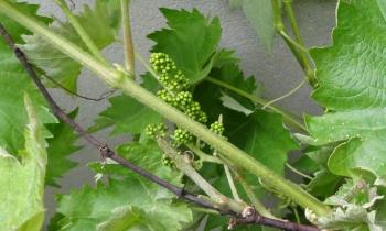 Puzzle grappe de vigne - catégorie Divers & Curiosités, puzzle gratuit en ligne