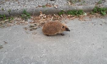 Puzzle Petit hérisson en promenade - catégorie Animaux, puzzle gratuit en ligne