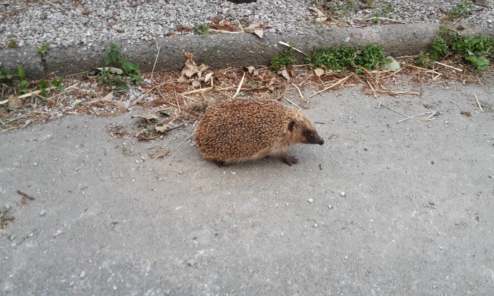 Puzzle gratuit Petit hérisson en promenade dans la catégorie Animaux jouable de 24 à 120 pièces.