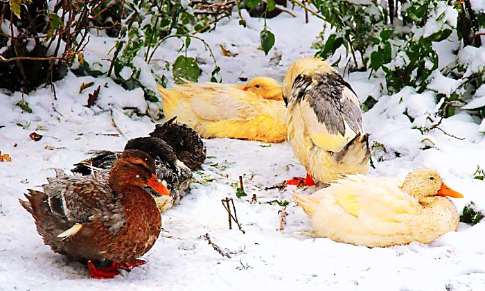 Puzzle gratuit un froid de canard dans la catégorie Animaux jouable de 24 à 120 pièces.
