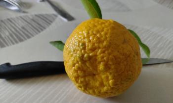 Puzzle Grosse mandarine - catégorie Cuisine & Gastronomie, puzzle gratuit en ligne
