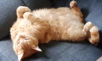 Puzzle Cooky - catégorie Animaux, puzzle gratuit en ligne