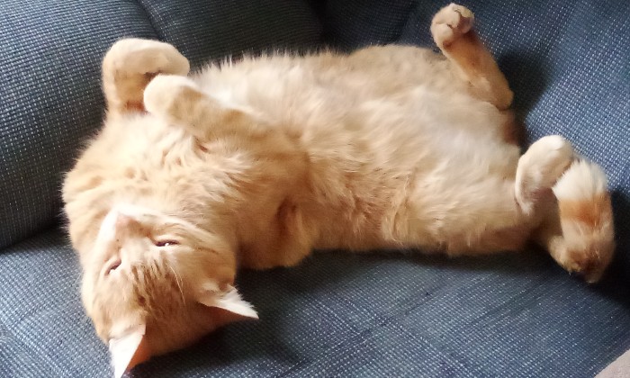 Puzzle gratuit Cooky dans la catégorie Animaux jouable de 24 à 120 pièces.