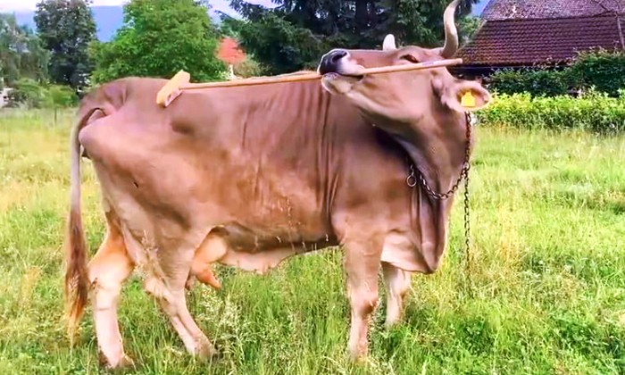 Puzzle photo véridique dans la catégorie Animaux photo parue dans le journal de Charleroi le 20 janvier de cette année. Une vache intelligente, ça existe !