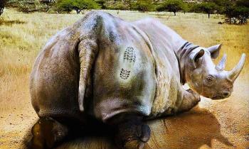Puzzle Il fallait oser - catégorie Animaux, puzzle gratuit en ligne