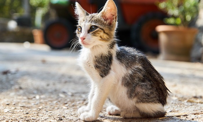 Puzzle gratuit Chaton dans la catégorie Animaux jouable de 24 à 120 pièces.