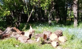 Puzzle saule tombé avec la tempête - catégorie Paysages & Fleurs, puzzle gratuit en ligne