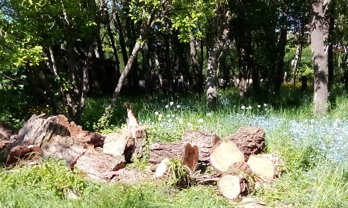 Puzzle gratuit saule tombé avec la tempête dans la catégorie Paysages & Fleurs jouable de 24 à 120 pièces.