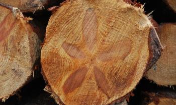 15208 | fleur dans un tronc de pin - la nature à dessinée une fleur dans le tronc de ce pin