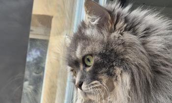 Puzzle Sly - catégorie Animaux, puzzle gratuit en ligne