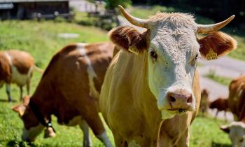 Puzzle Vaches dans un pré alpin - catégorie Animaux, puzzle gratuit en ligne