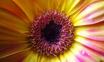 Puzzle Cœur de Gerbera - catégorie Paysages & Fleurs, puzzle gratuit en ligne