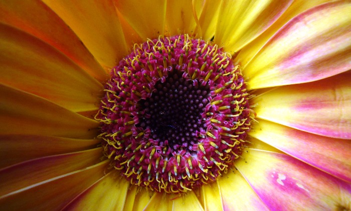 Puzzle gratuit Cœur de Gerbera dans la catégorie Paysages & Fleurs jouable de 24 à 120 pièces.