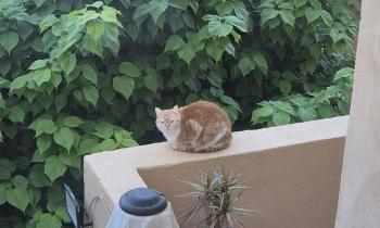 Puzzle Chat roux sur un muret - catégorie Animaux, puzzle gratuit en ligne