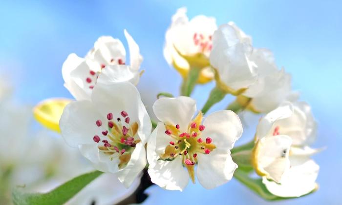 Puzzle gratuit Fleurs de pommier dans la catégorie Paysages & Fleurs jouable de 24 à 120 pièces.