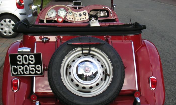 Puzzle gratuit Chat dans un cabriolet dans la catégorie Véhicules & Transports jouable de 24 à 120 pièces.