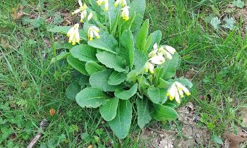 15337 | Primevère sauvage - Une belle primevère aux fleurs jaunes pâles s'épanouissant dans l'herbe au printemps. Cette fleur sauvage emblématique de nos prairies est un doux rappel de la nature en éveil.