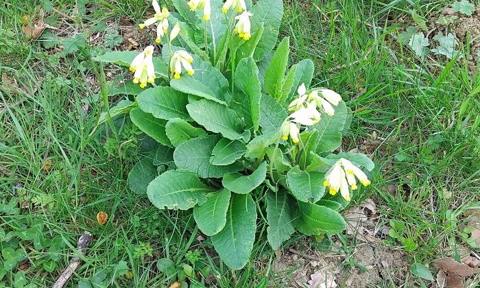 Puzzle gratuit Primevère sauvage dans la catégorie Paysages & Fleurs jouable de 24 à 120 pièces.