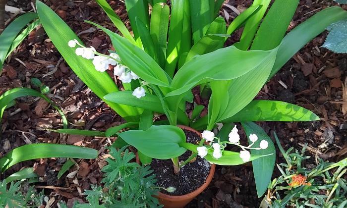 Puzzle gratuit Muguet en fleur dans la catégorie Paysages & Fleurs jouable de 24 à 120 pièces.
