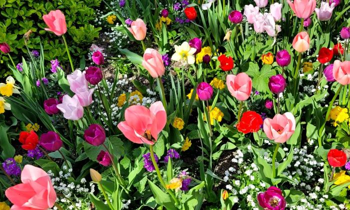 Puzzle gratuit Parterre de tulipes dans la catégorie Paysages & Fleurs jouable de 24 à 120 pièces.