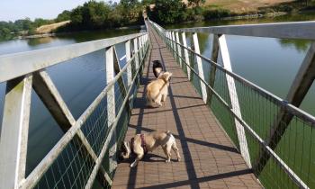 Puzzle passerelle flottante - catégorie Paysages & Fleurs, puzzle gratuit en ligne