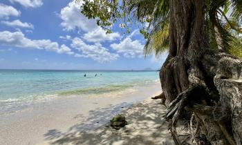 Puzzle Plage Anse Figuier Martinique - catégorie Paysages & Fleurs, puzzle gratuit en ligne