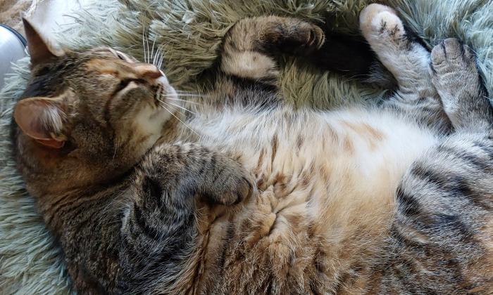 Puzzle gratuit La sieste du chat dans la catégorie Animaux jouable de 24 à 120 pièces.