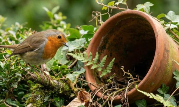 Puzzle gratuit Rouge-gorge au jardin dans la catégorie Animaux jouable de 24 à 120 pièces.