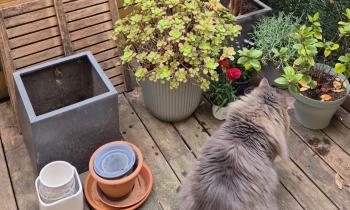 Puzzle Sly le chat au balcon - catégorie Animaux, puzzle gratuit en ligne