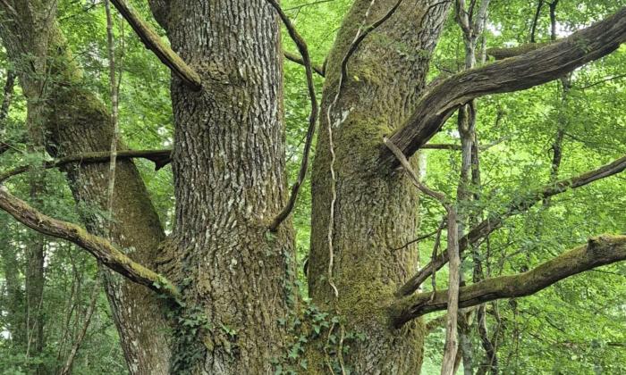 Puzzle gratuit Grand arbre de forêt dans la catégorie Paysages & Fleurs jouable de 24 à 120 pièces.